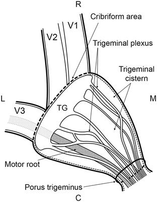 An anatomical study of the subarachnoid space surrounding the trigeminal ganglion in horses—in preparation for a controlled glycerol rhizotomy in equids